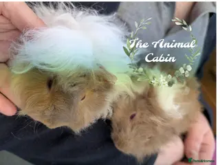 Guinea Pig rodents for sale: Pure Lunkarya baby boy guinea pigs - Advert 1