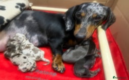 Miniature Dachshund dogs for sale: 🥰 Stunning Miniature Dachshunds 🥰 - Advert 2