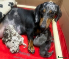 Miniature Dachshund dogs 🥰 Stunning Miniature Dachshunds 🥰 - Advert 2