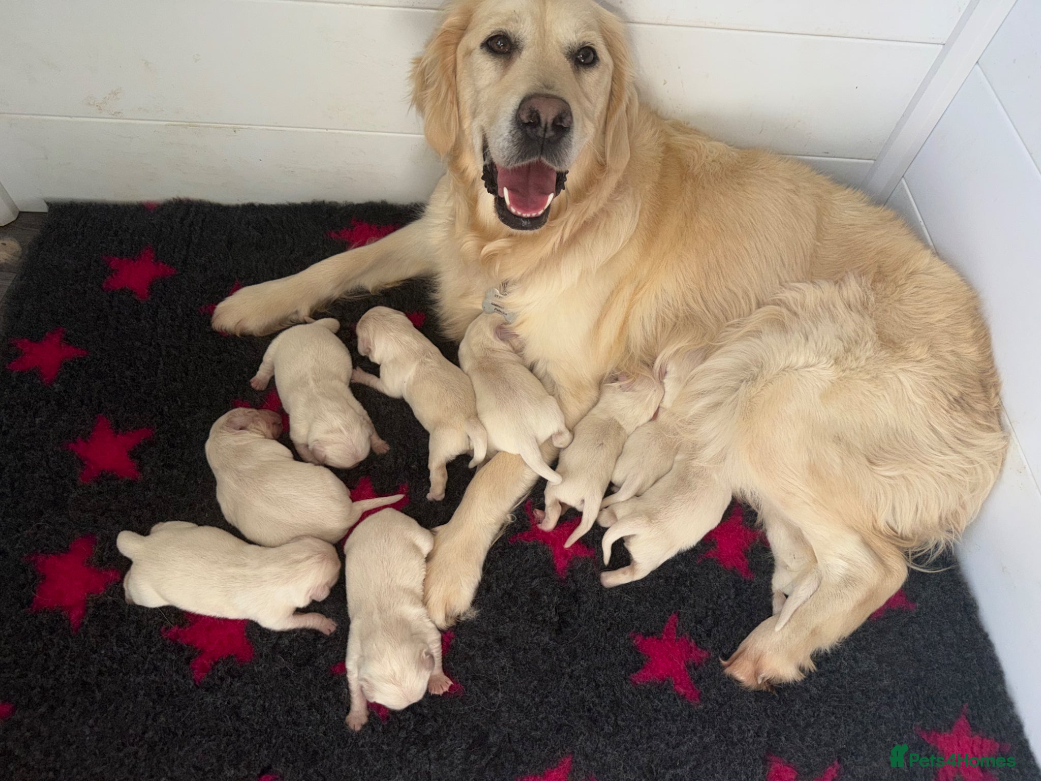 Golden Retriever dogs KC registered cream/ white fully health tested  - Advert 4