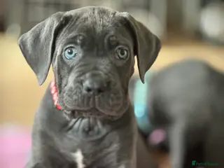 Cane Corso dogs Balestra Magica Corso IKC/FCI - Advert 16