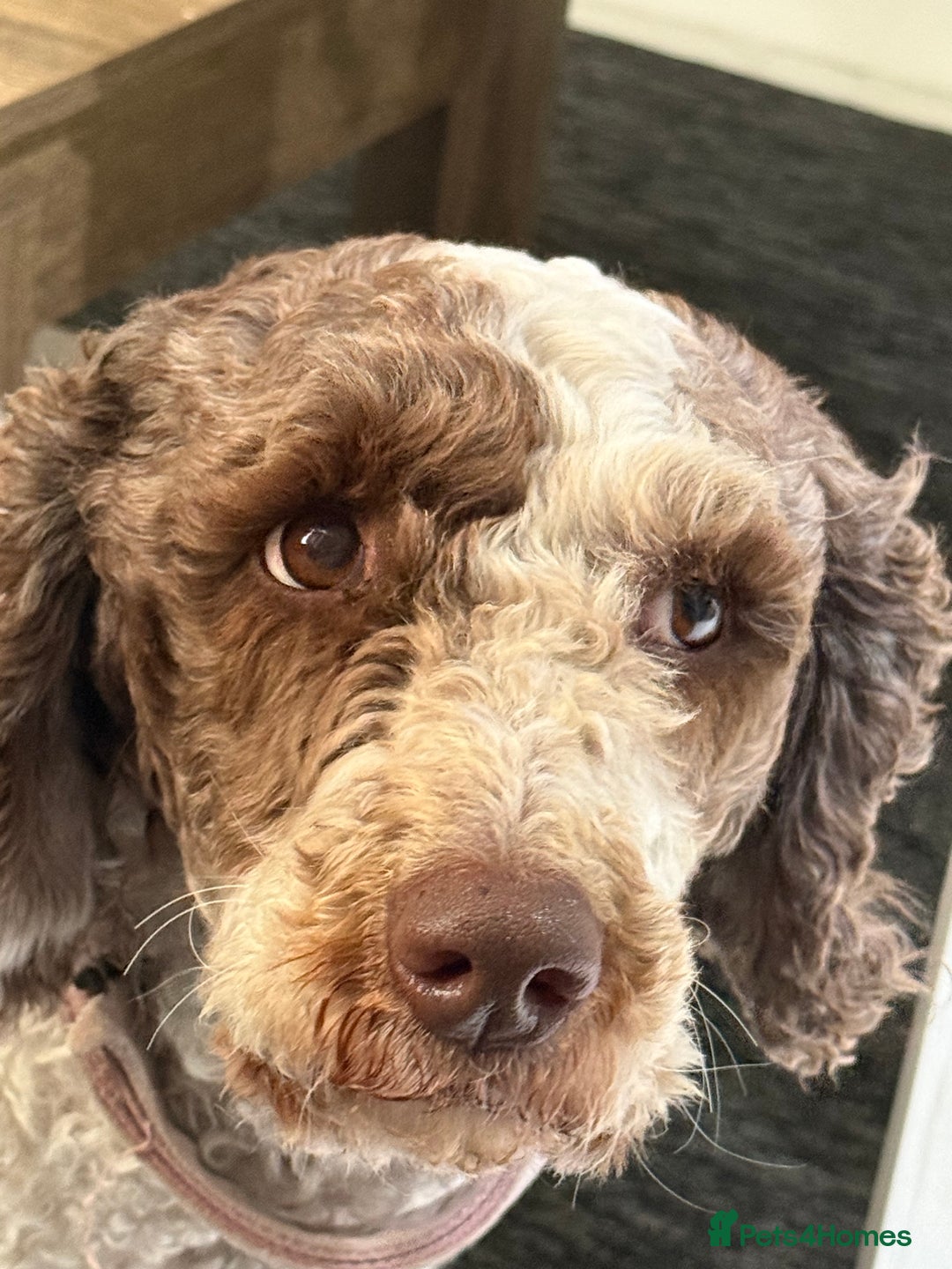 Cockapoo dogs for sale: Beautiful Cockapoo puppies for sale - Advert 6