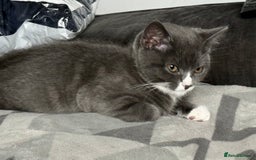British Shorthair cats for sale: REDUCED Beautiful bi colour BSH 1 girl ready now  - Image 19
