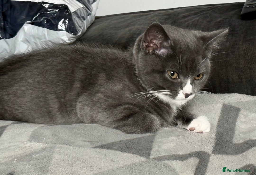 British Shorthair cats for sale: REDUCED Beautiful bi colour BSH 1 girl ready now  - Image 19