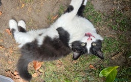 Mixed Breed cats for sale: Mixbreed kittens.  - Image 17