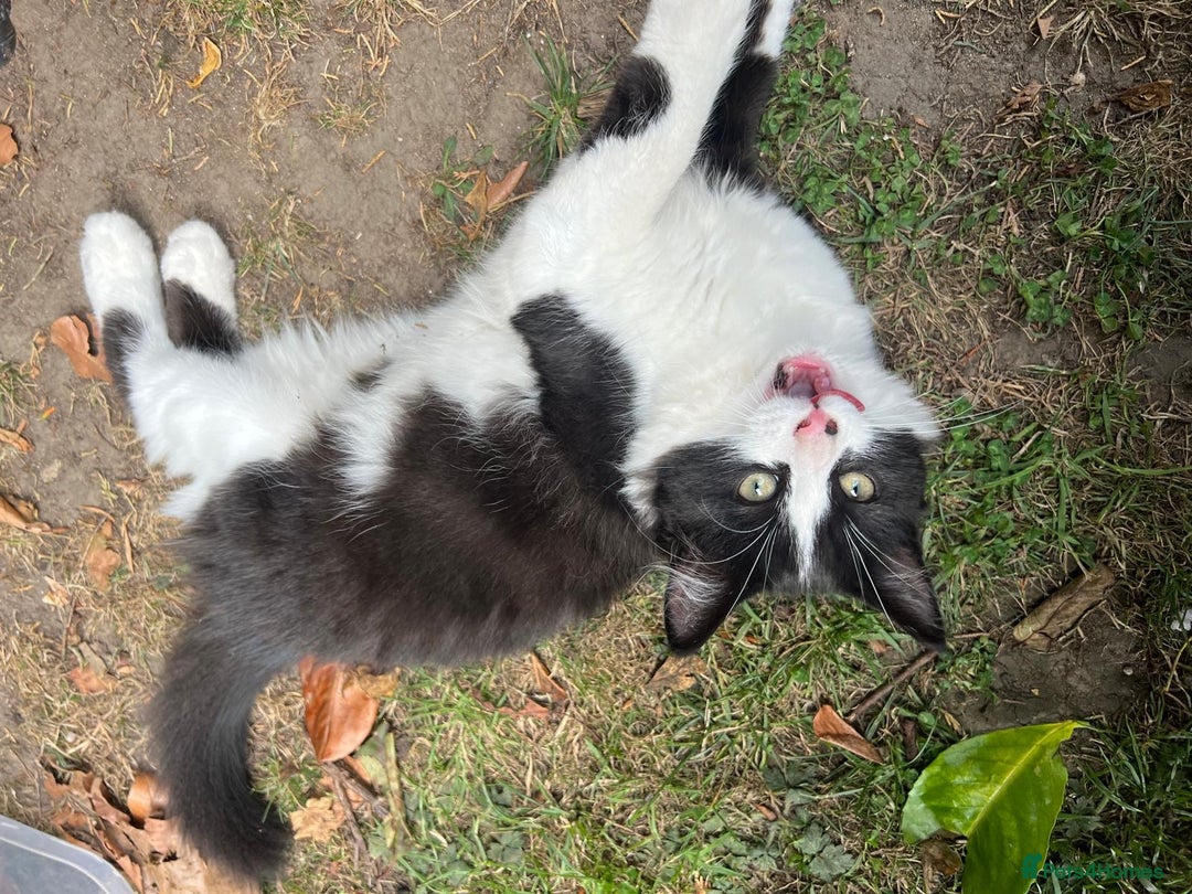 Mixed Breed cats for sale: Mixbreed kittens.  - Image 17
