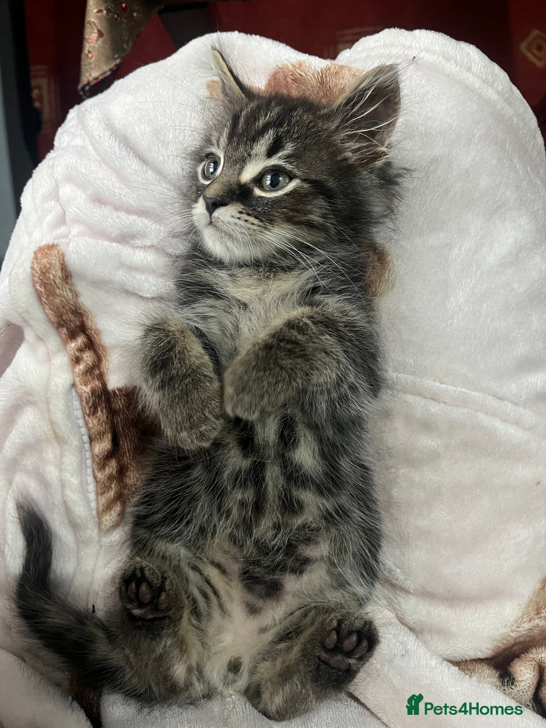 Mixed Breed cats for sale: 2 gorgeous playful kittens - Image 3