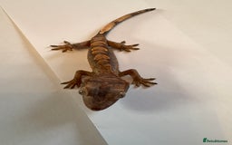 Gecko reptiles for sale: crested geckos  - Image 6