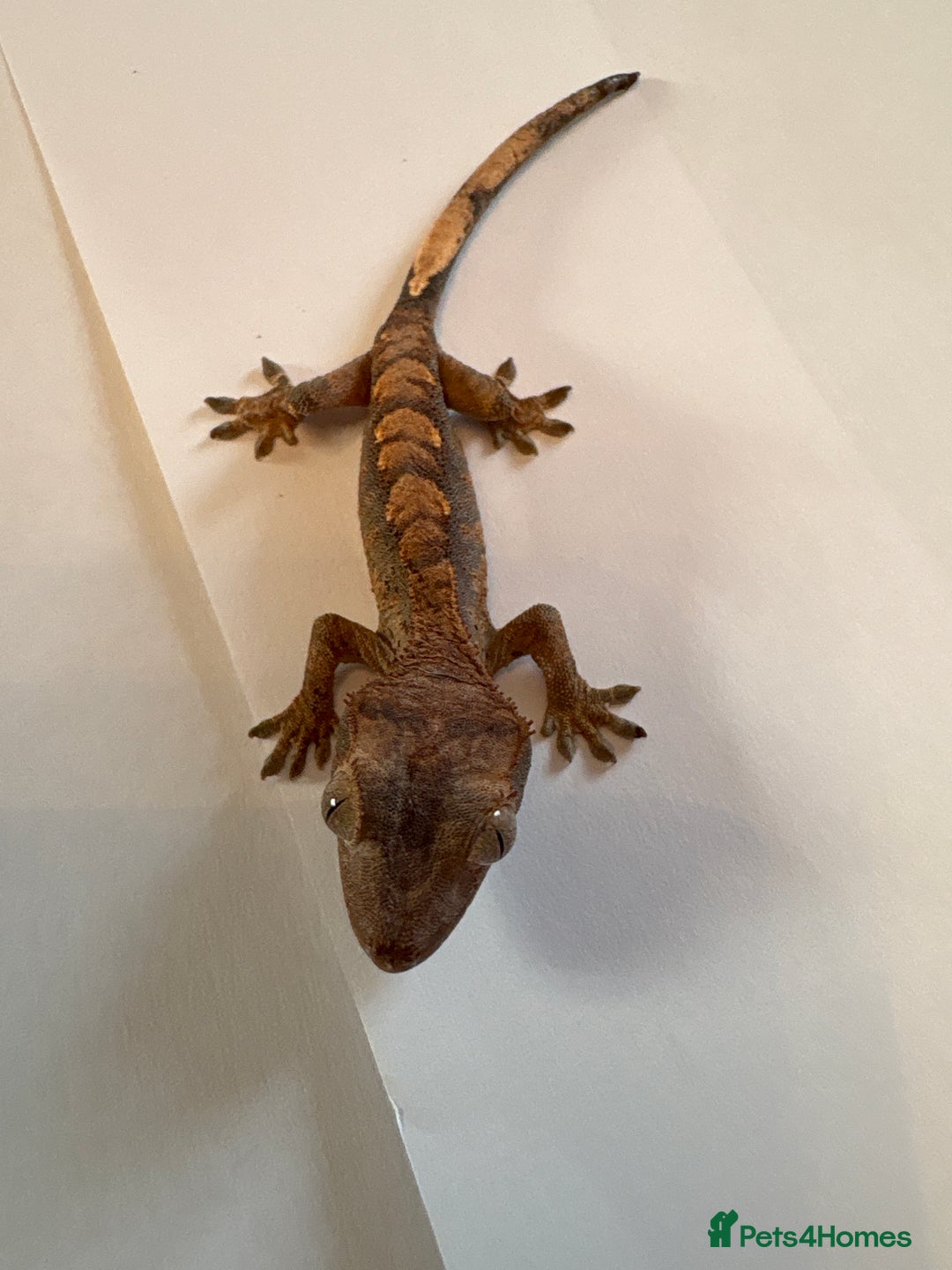Gecko reptiles for sale: crested geckos  - Image 6