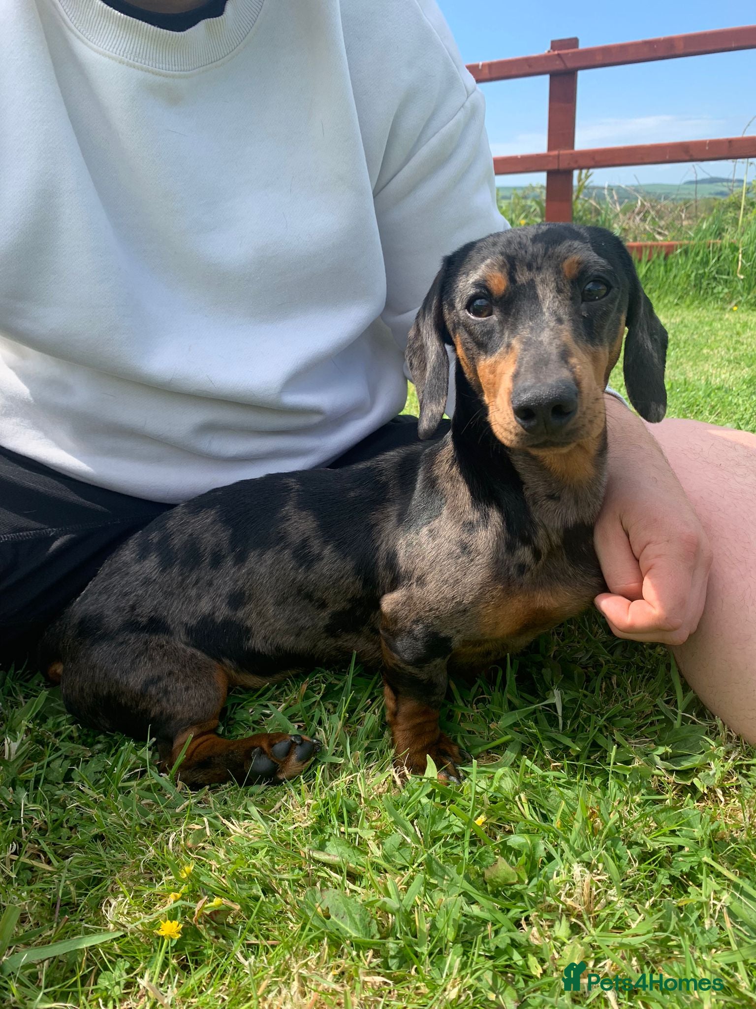 Miniature Dachshund dogs Gorgeous little dachshund puppies - Advert 12