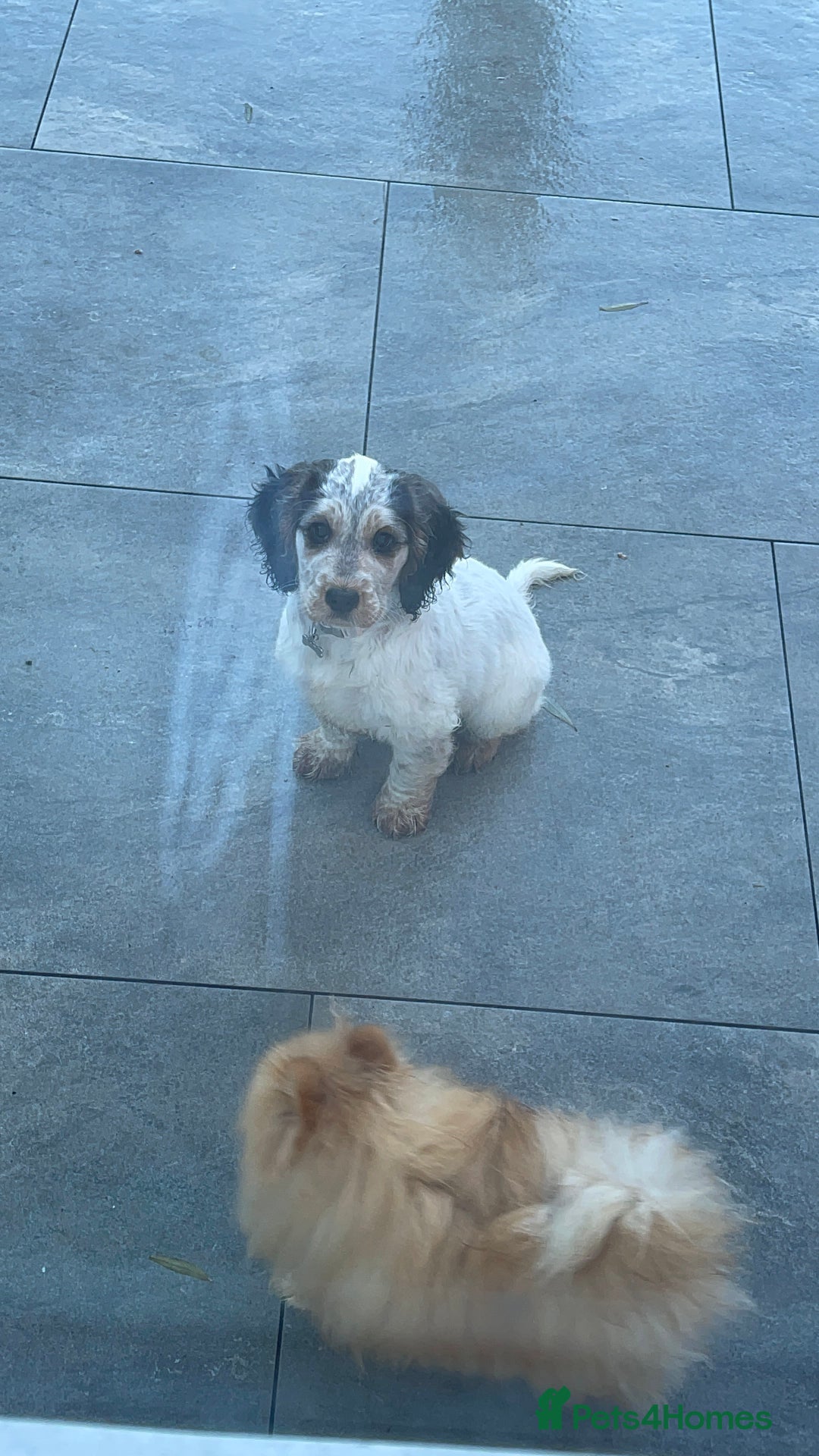 Cockapoo dogs for sale: ⭐️ Outstanding cockapoo female puppy ⭐️  - Advert 6