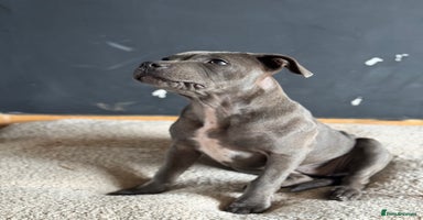 Staffordshire Bull Terrier dogs - Advert 15
