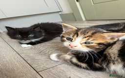 Mixed Breed cats for sale: Kittens - Image 2