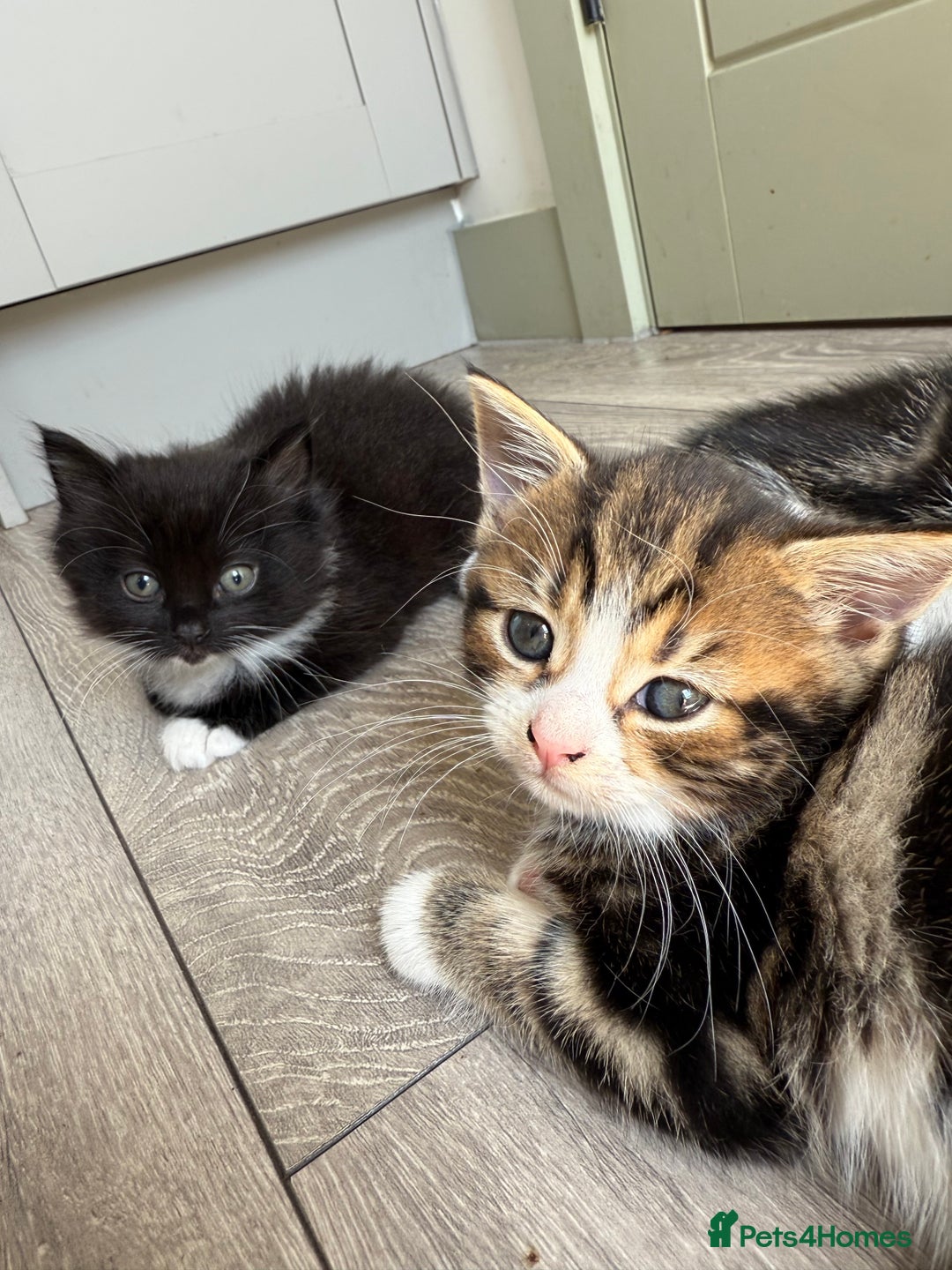 Mixed Breed cats for sale: Kittens - Image 2
