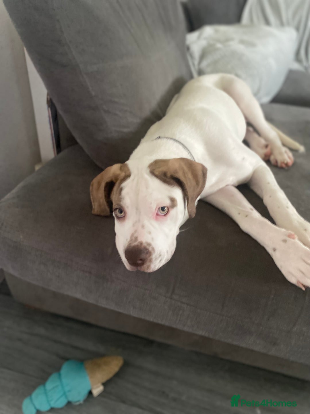 American Bulldog dogs for sale: Female American bulldog  - Image 2