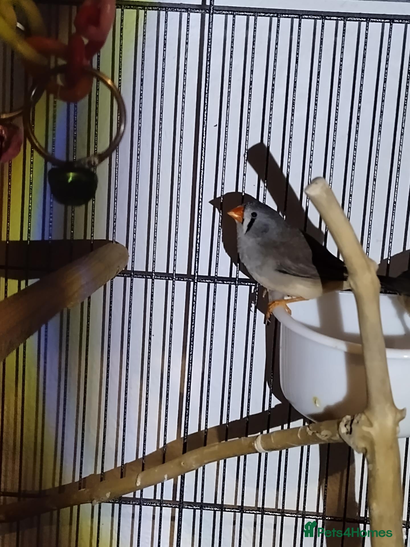 Finches birds for sale: 3 pairs and 2 single hens  - Advert 2