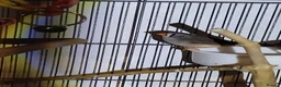 Finches birds for sale: 3 pairs and 2 single hens  in Liverpool - Advert 1