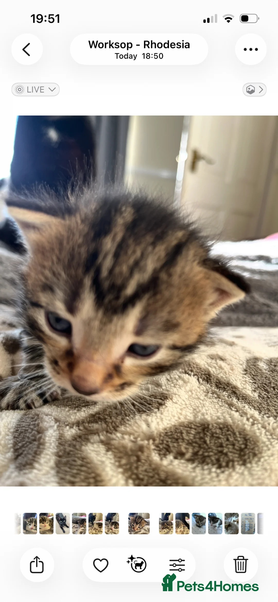 British Shorthair cats for sale: British Shorthair cross Kittens - Advert 13