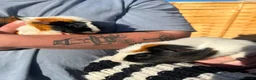 Guinea Pig rodents for sale: Two male guinea pigs two years old - Advert 4