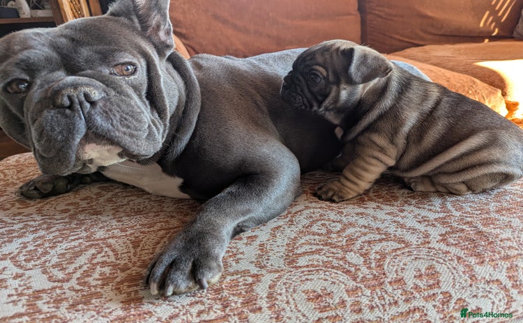 French Bulldog dogs - Advert 12