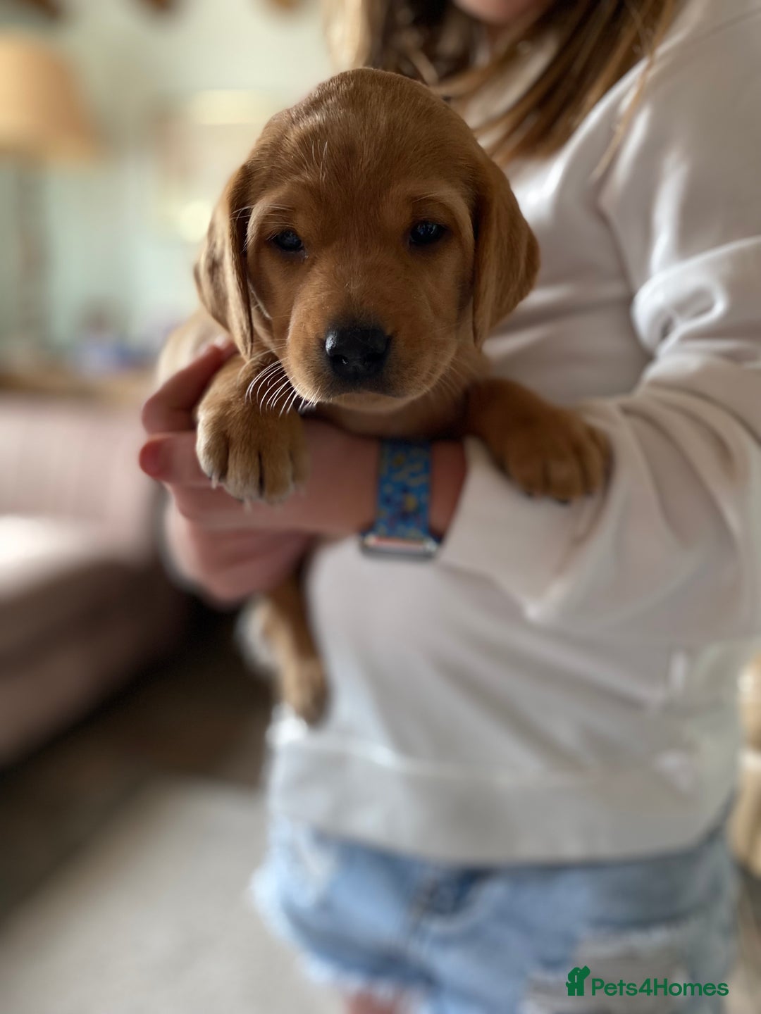 Labrador Retriever dogs for sale: Labradore puppies for sale  in Warwick - Image 7