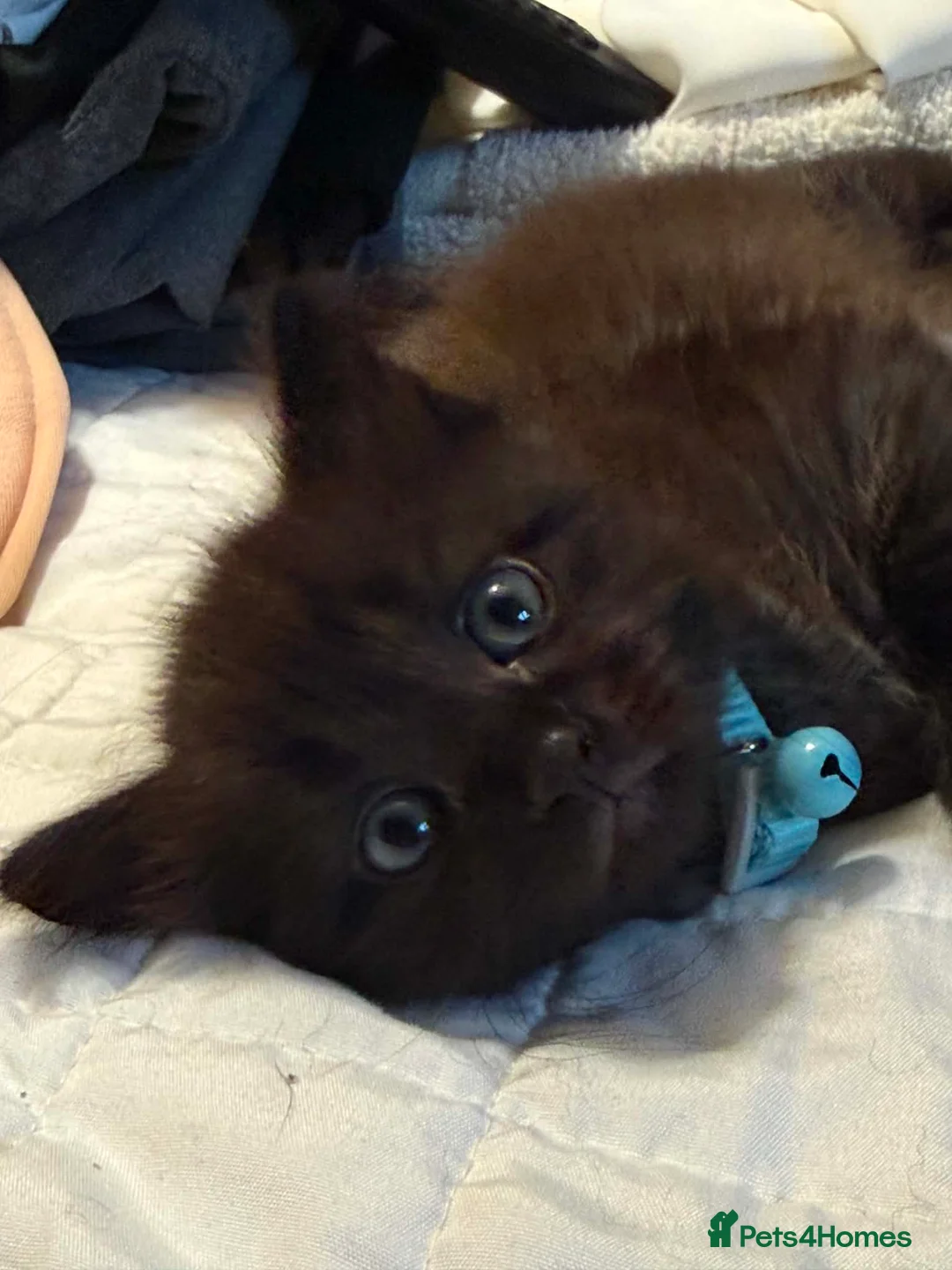 British Longhair cats for sale: 2 British longhair kittens in Southampton - Advert 2