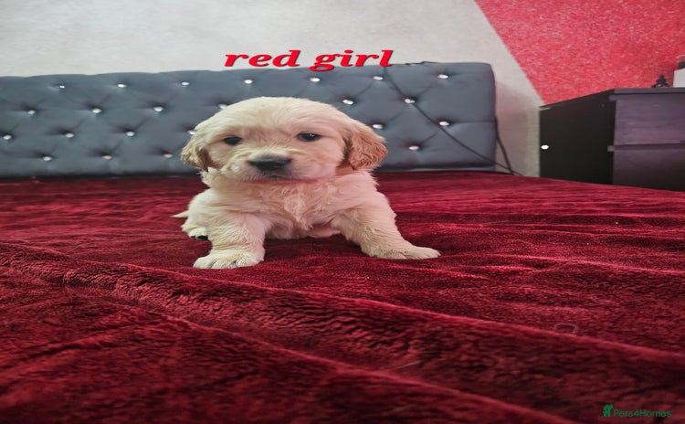 Golden Retriever dogs - Advert 6