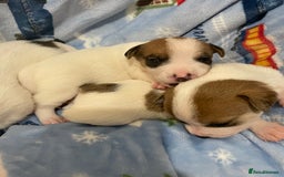 Mixed Breed dogs for sale: Chihuahua x Jack Russell puppies - Image 16