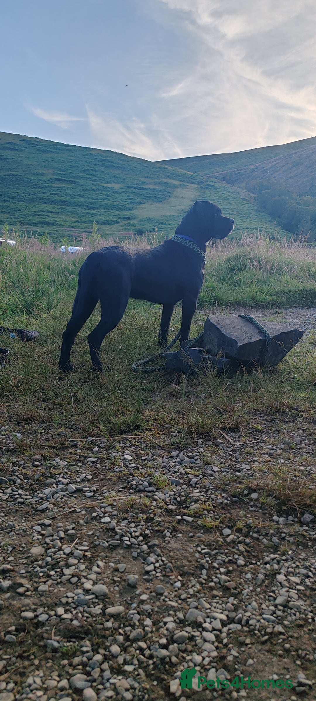 Cane Corso dogs for sale: Cane Corso  - Advert 6