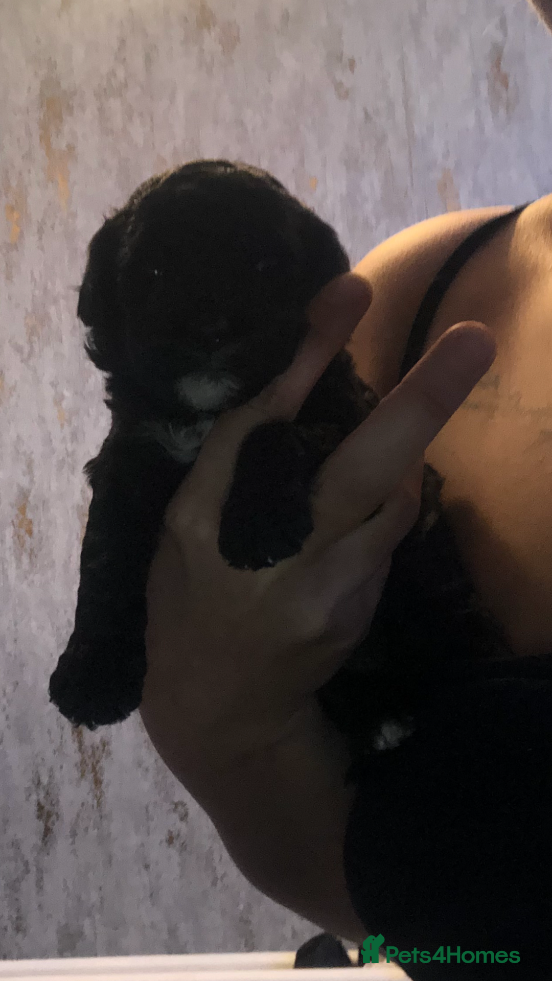 Cockapoo dogs for sale: Cockerpoo  - Image 11