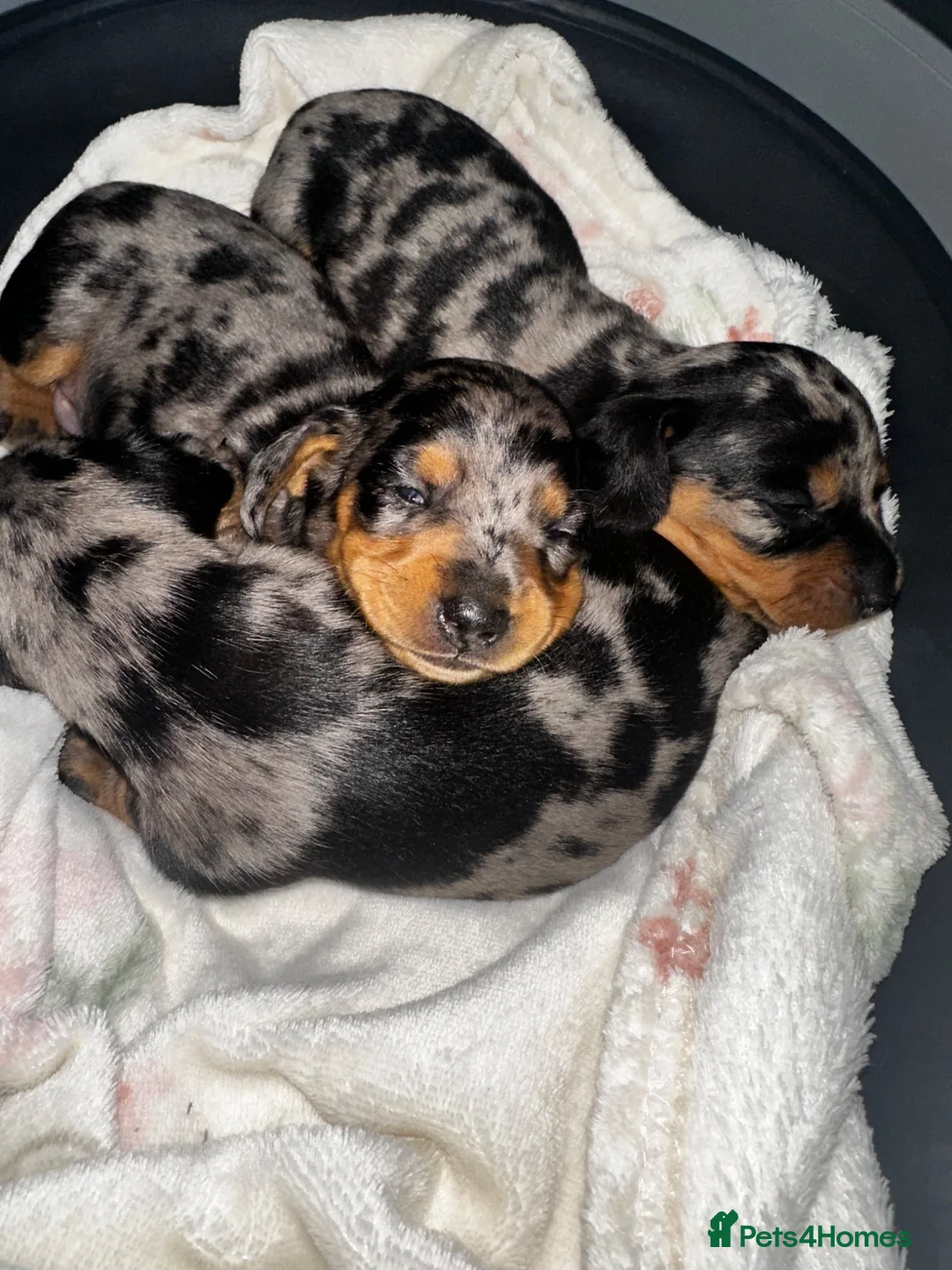 Miniature Dachshund dogs for sale: ❤️ Silver Black & Tan Dapple Dachshund Pups ❤️ - Advert 1