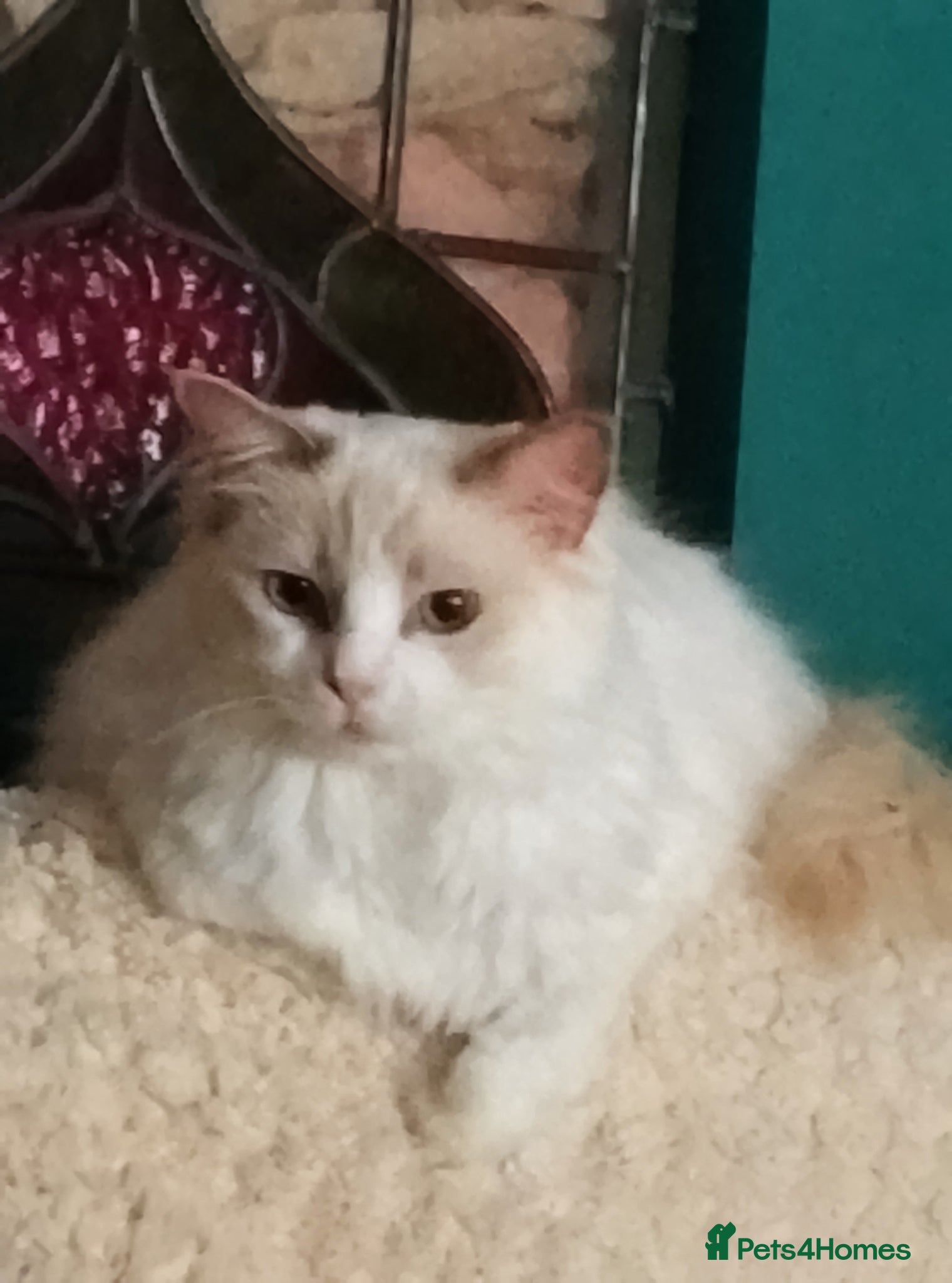Ragdoll cats Lilac Bi-colour Ragdoll (Female) - Advert 5