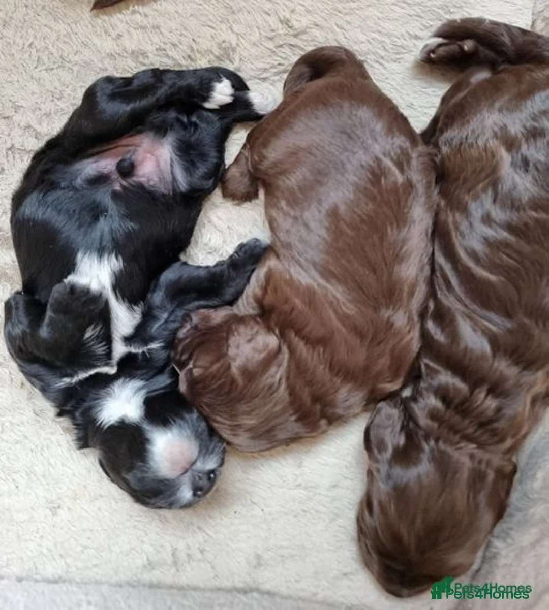 Cockapoo dogs for stud: Chocolate Cockapoo STUD *DNA & BVA EYE TESTED* in Manchester - Advert 26