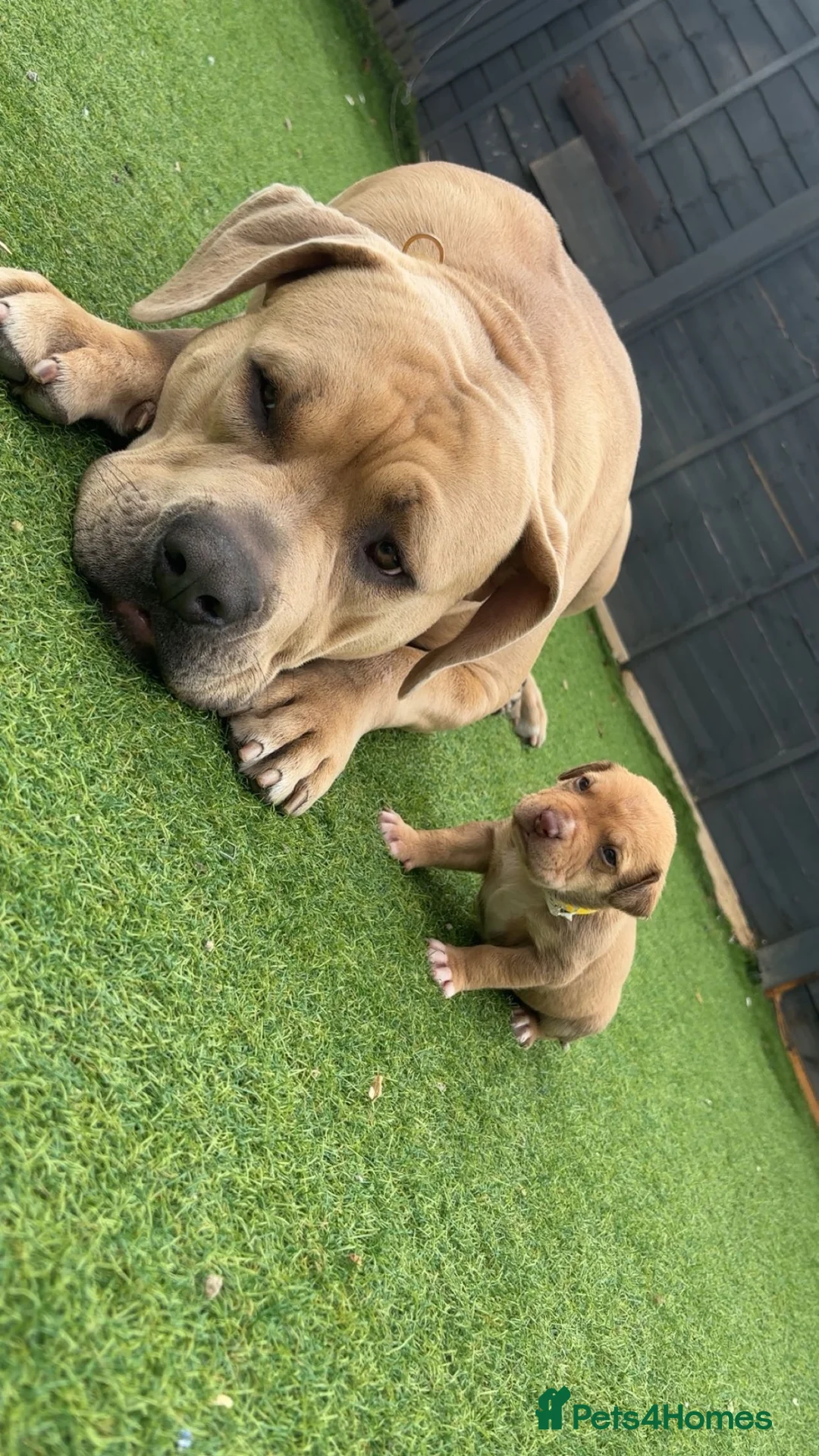 American Bully dogs for sale: Beautiful American bully’s 🐶  - Advert 2