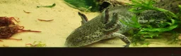 Axolotl reptiles for sale: Axolotls - 2 males and full tank set up in Kilmarnock - Advert 13