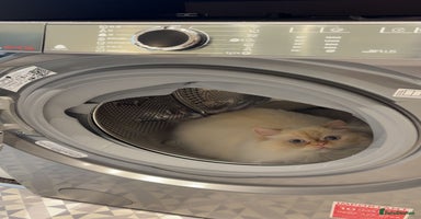 Persian cats - Advert 11
