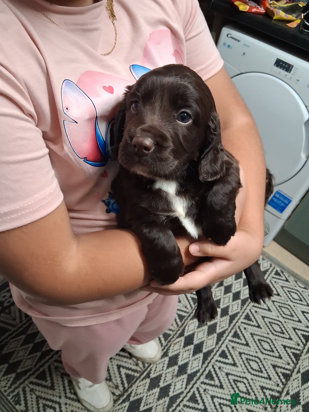 Cocker Spaniel dogs for sale: Chunky chocolate cooker spaniel puppies - Advert 7