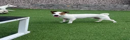 Jack Russell dogs for sale: Stunning Miniature Jack Russell Puppies!!! - Advert 20