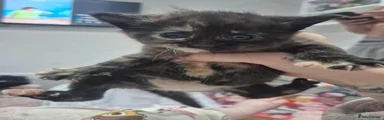 Domestic Shorthair Kitten 3