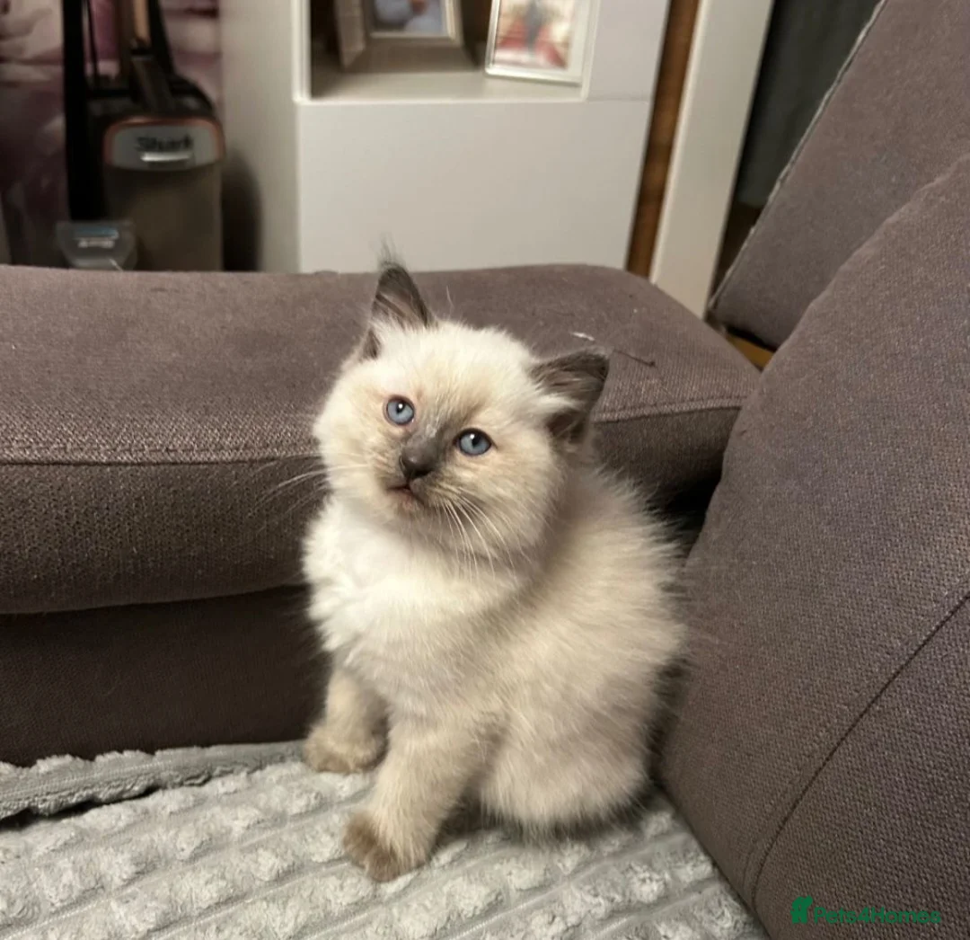Ragdoll cats for sale: Kittens - Advert 7