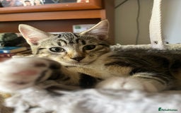 Maine Coon cats for sale: Adorable Kittens - Image 33