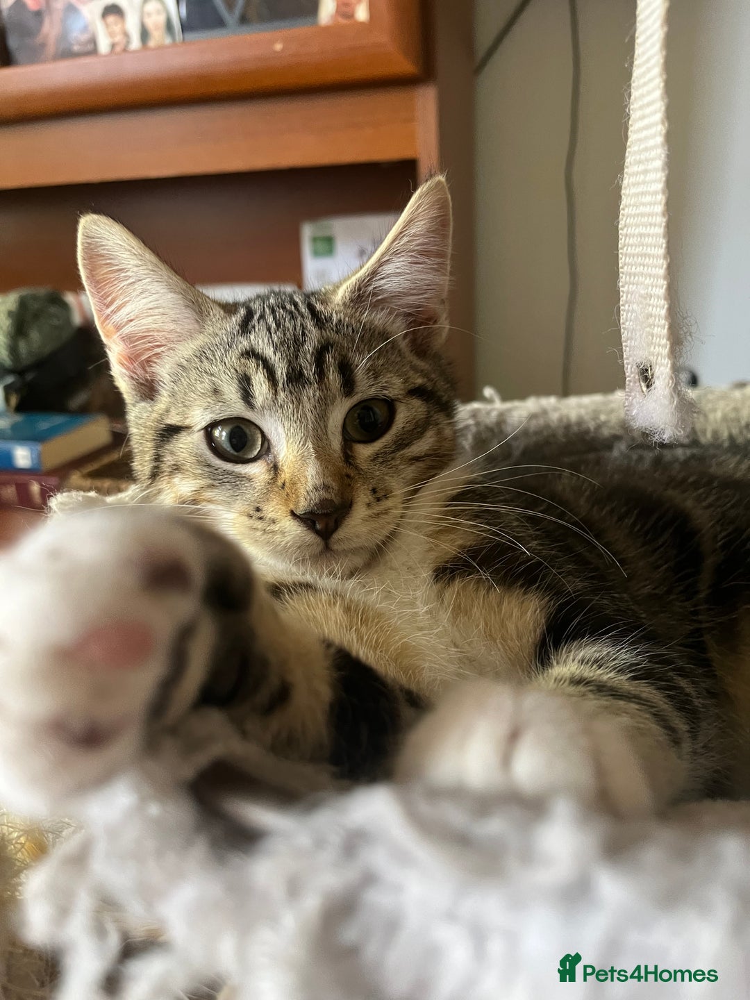 Maine Coon cats for sale: Adorable Kittens - Image 33