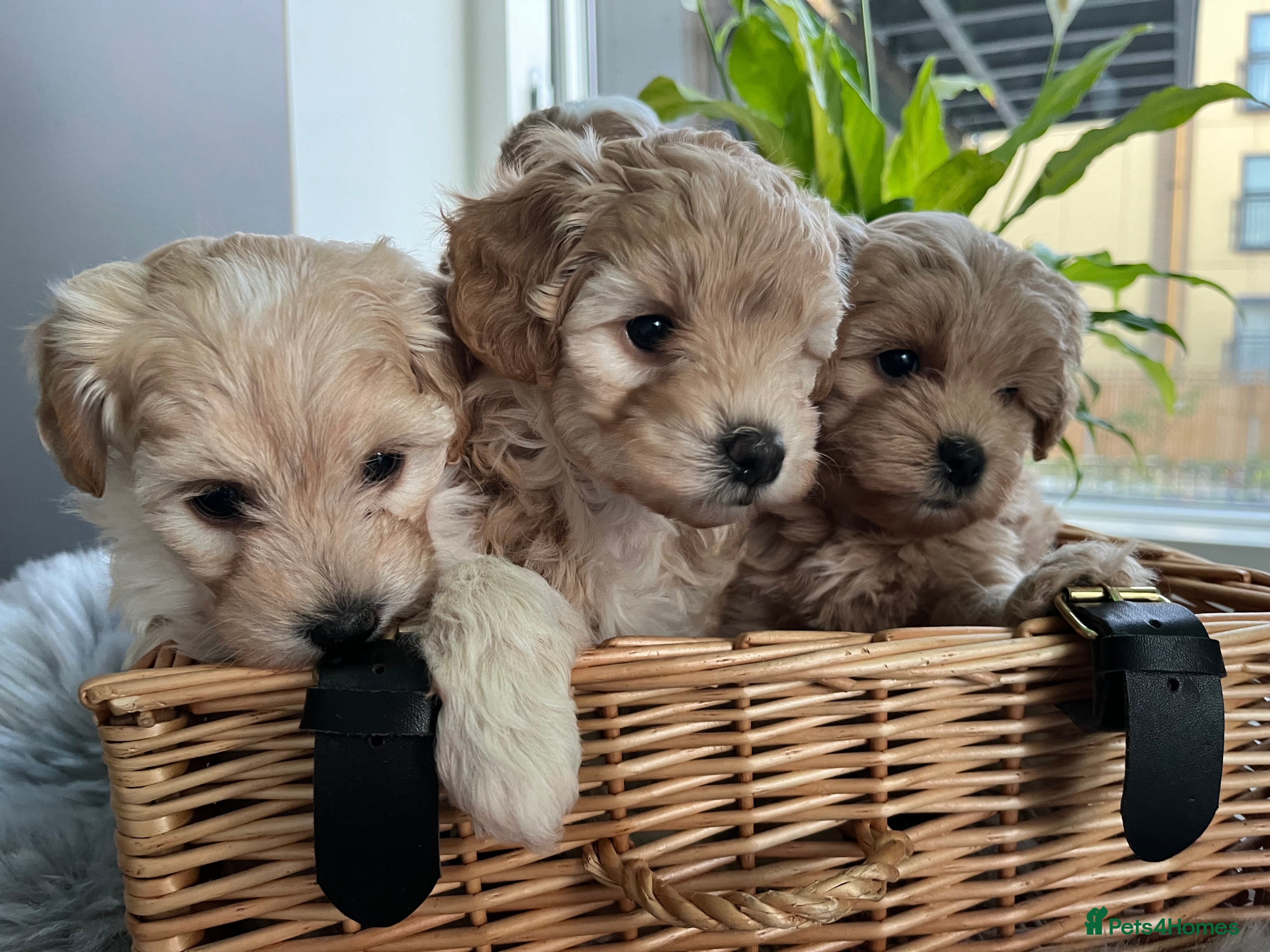 Maltipoo dogs F1 Beautiful Maltipool Puppies - Advert 1