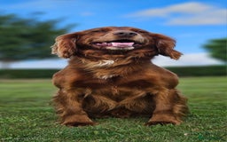 Cocker Spaniel dogs for sale: 🐾 Reservation list now open🐾 - Image 13
