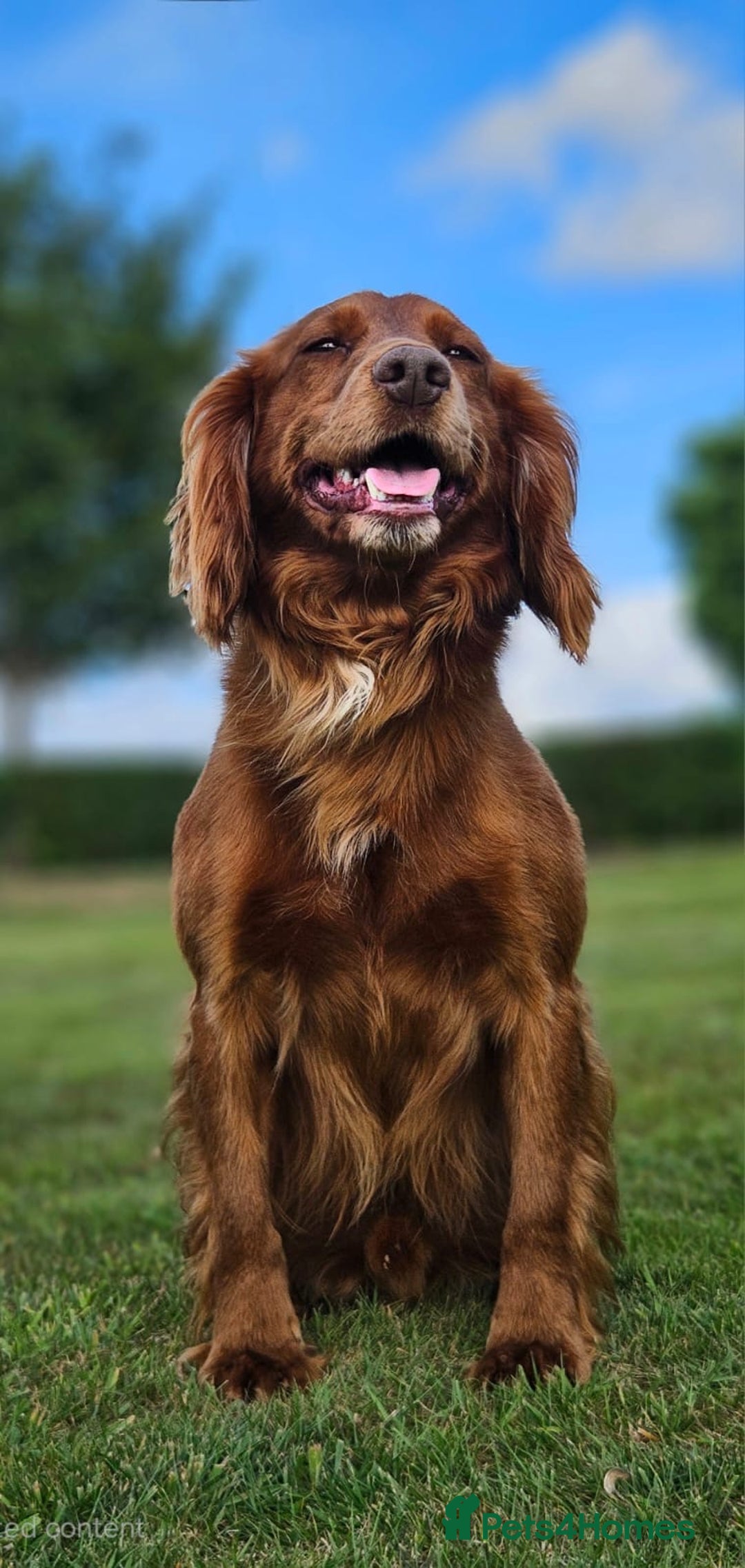 Cocker Spaniel dogs for sale: 🐾 Reservation list now open🐾 - Image 13