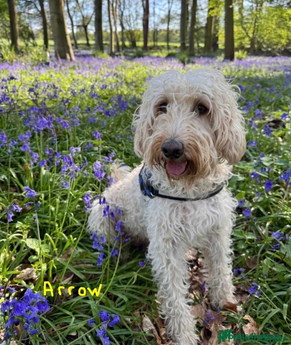 Labradoodle dogs Perfect health checked red Labradoodles  - Advert 2