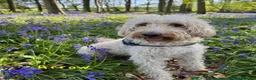 Labradoodle dogs for sale: Perfect fox red medium Labradoodles  - Advert 2