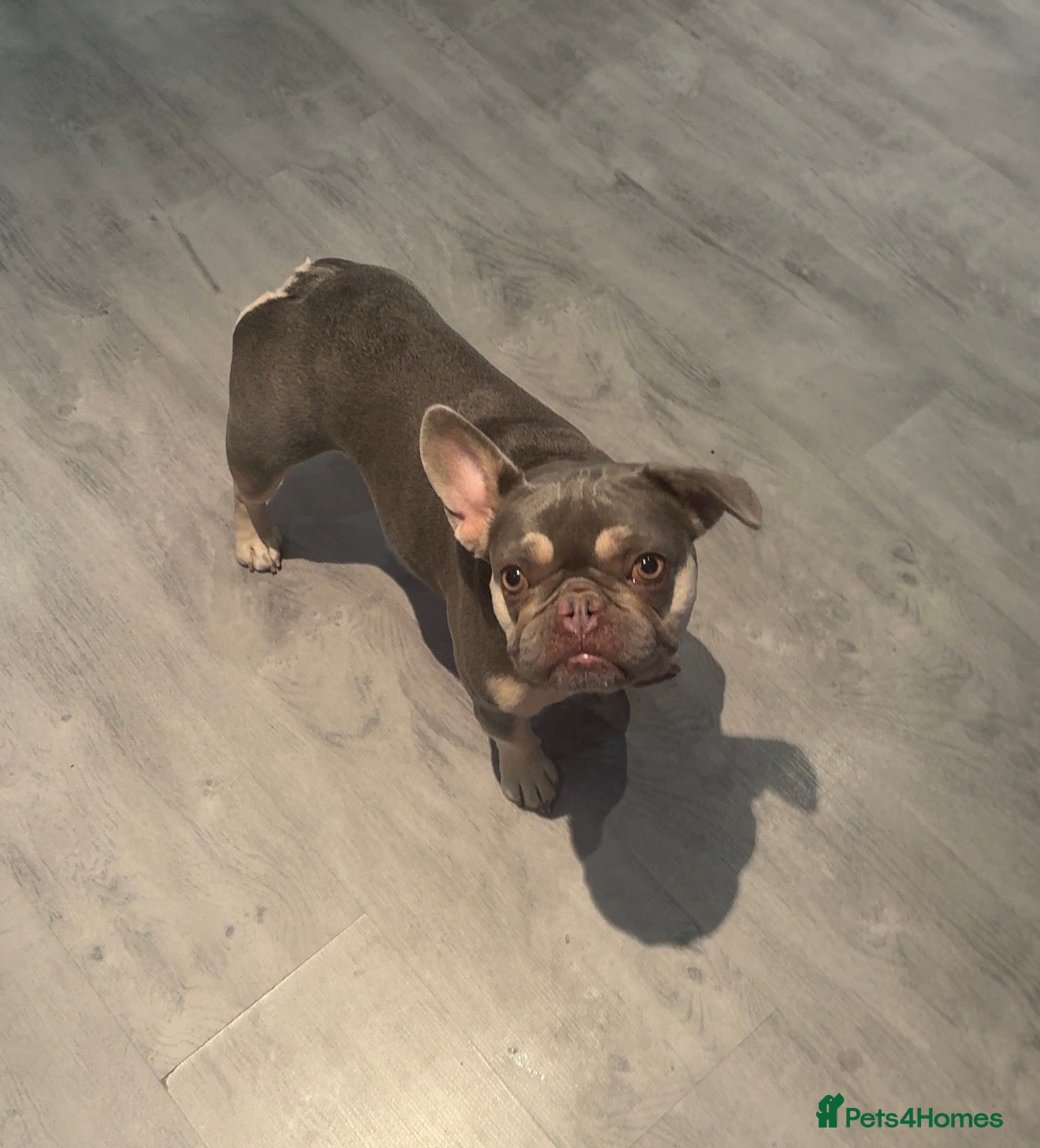 French Bulldog dogs Beautiful female Blue & tan french bulldog 🐾 - Advert 2