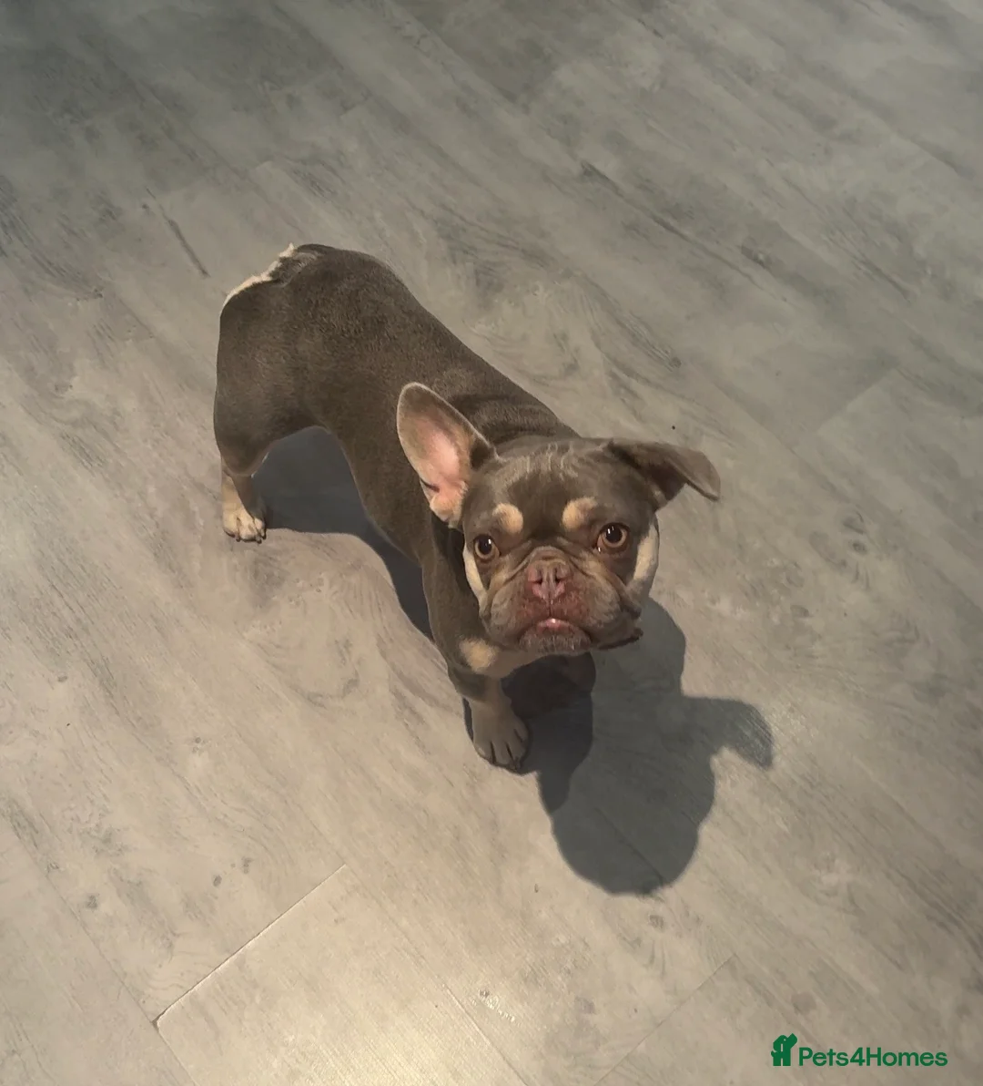 French Bulldog dogs for sale: Beautiful female Blue & tan french bulldog 🐾 - Advert 2