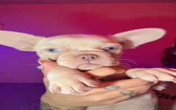 French Bulldog dogs for sale: French bulldog puppies  - Advert 2